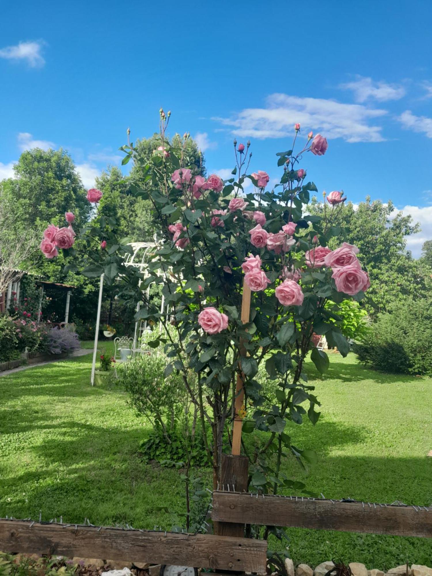 Carmaux Chambre D'Hote Amitie Et Jardin מראה חיצוני תמונה